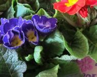 Mothering Sunday Service 6th March 2016